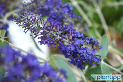 Buddleja davidii Adonis Blue