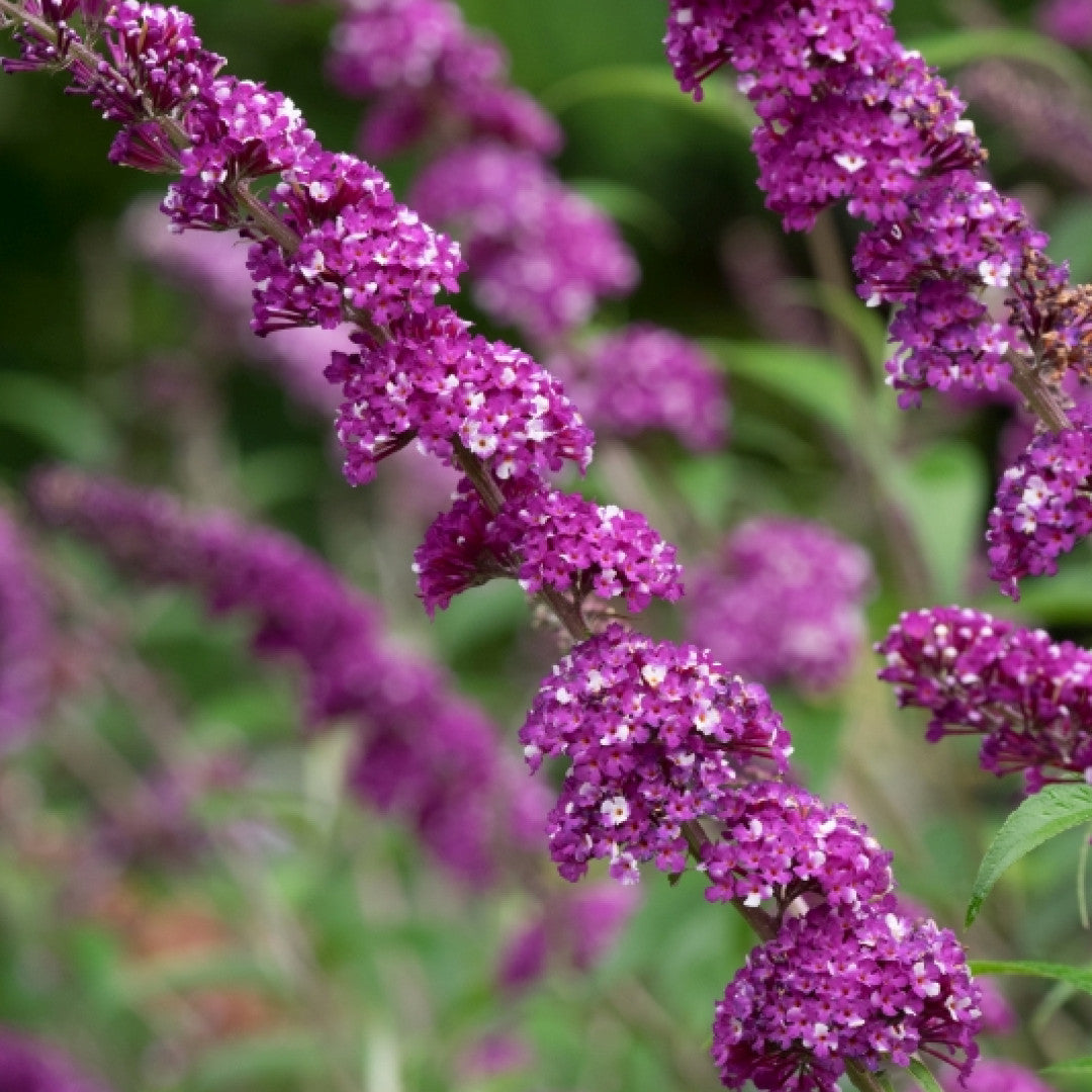 Buddleja davidii 'Berries and Cream' ®