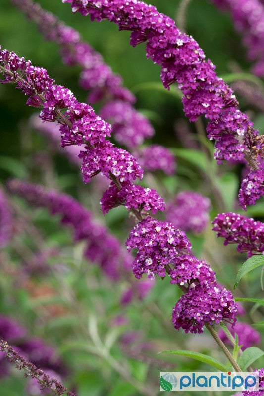 Buddleja davidii 'Berries and Cream' ®