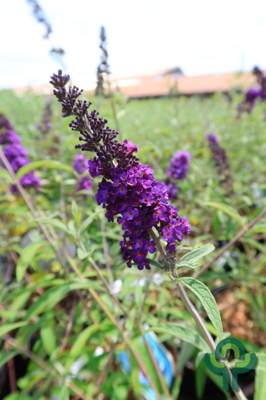 Buddleja davidii 'Black Knight'