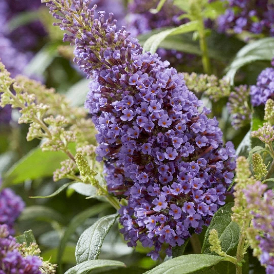 Buddleja davidii Butterfly Candy Little Lila ®