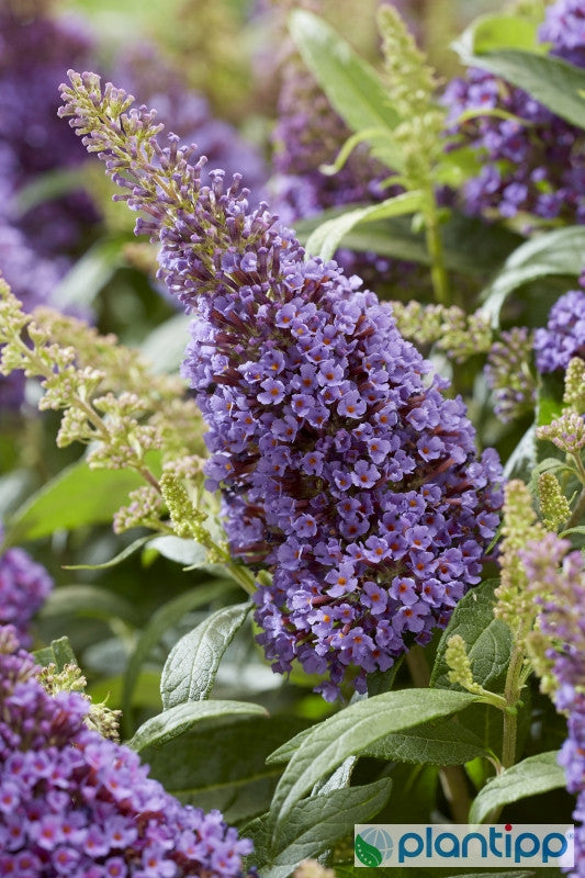 Buddleja davidii Butterfly Candy Little Lila ®