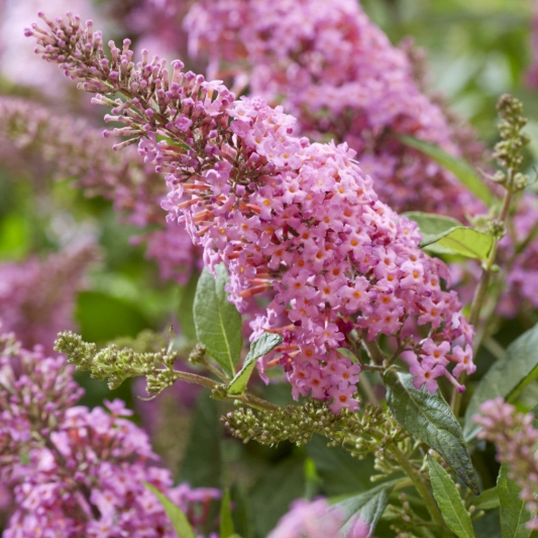 Buddleja davidii Butterfly Candy Little Pink ®