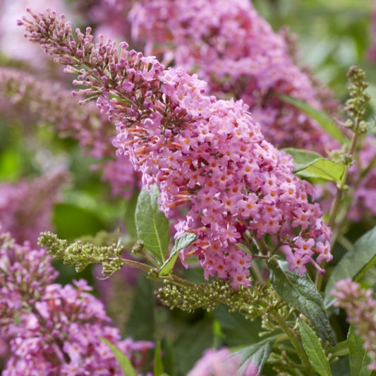 Buddleja davidii Butterfly Candy Little Pink ®