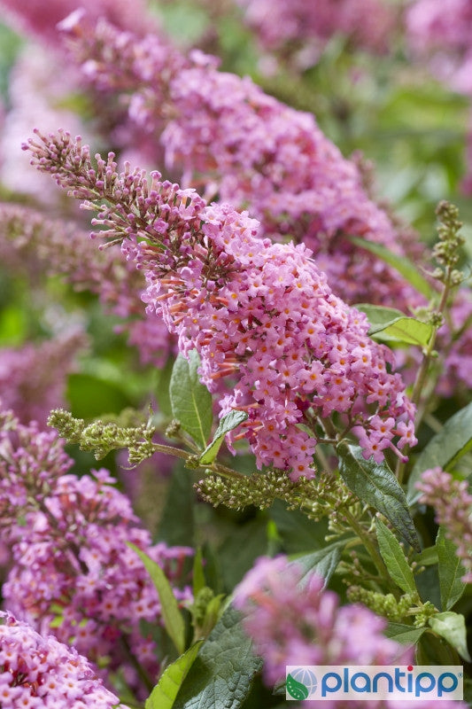 Buddleja davidii Butterfly Candy Little Pink ®