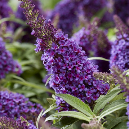 Buddleja davidii Butterfly Candy Little Purple ®