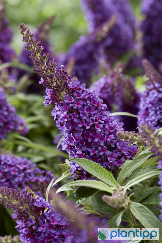 Buddleja davidii Butterfly Candy Little Purple ®