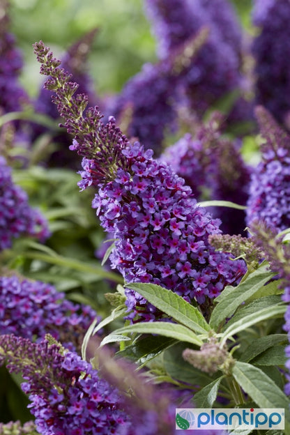 Buddleja davidii Butterfly Candy Little Purple ®