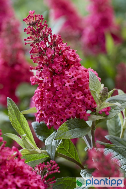 Buddleja davidii Butterfly Candy Little Ruby ®