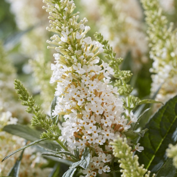 Buddleja davidii Butterfly Candy Little White ®