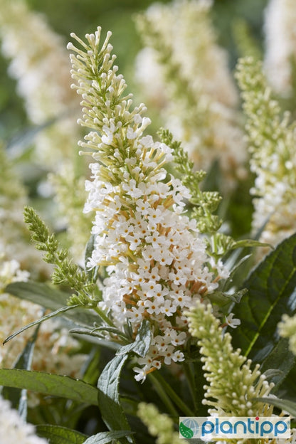 Buddleja davidii Butterfly Candy Little White ®