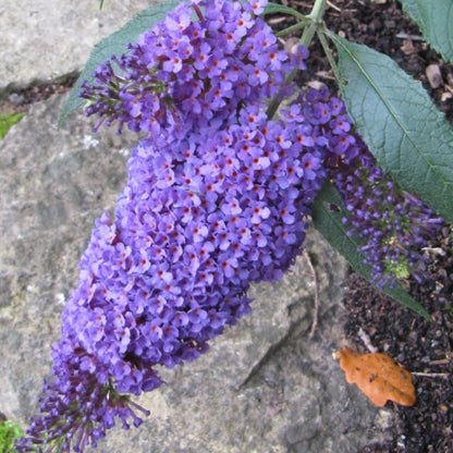 Buddleja 'Buzz Blue sky'