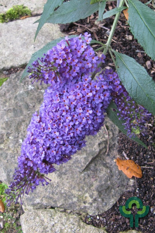 Buddleja 'Buzz Blue sky'