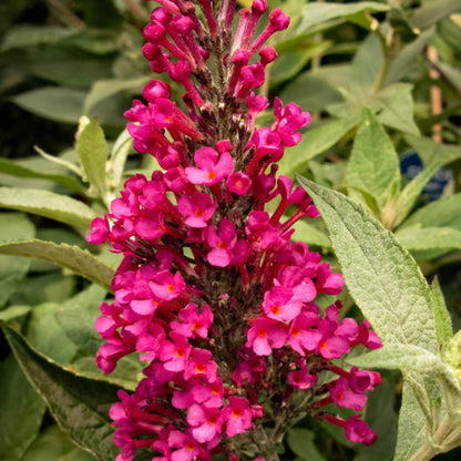 Buddleja 'Buzz Hot Raspberry'