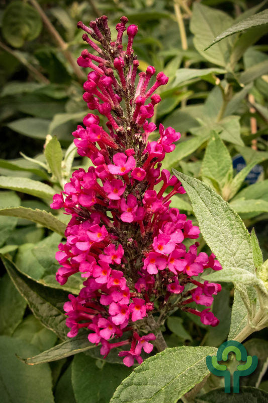 Buddleja 'Buzz Hot Raspberry'