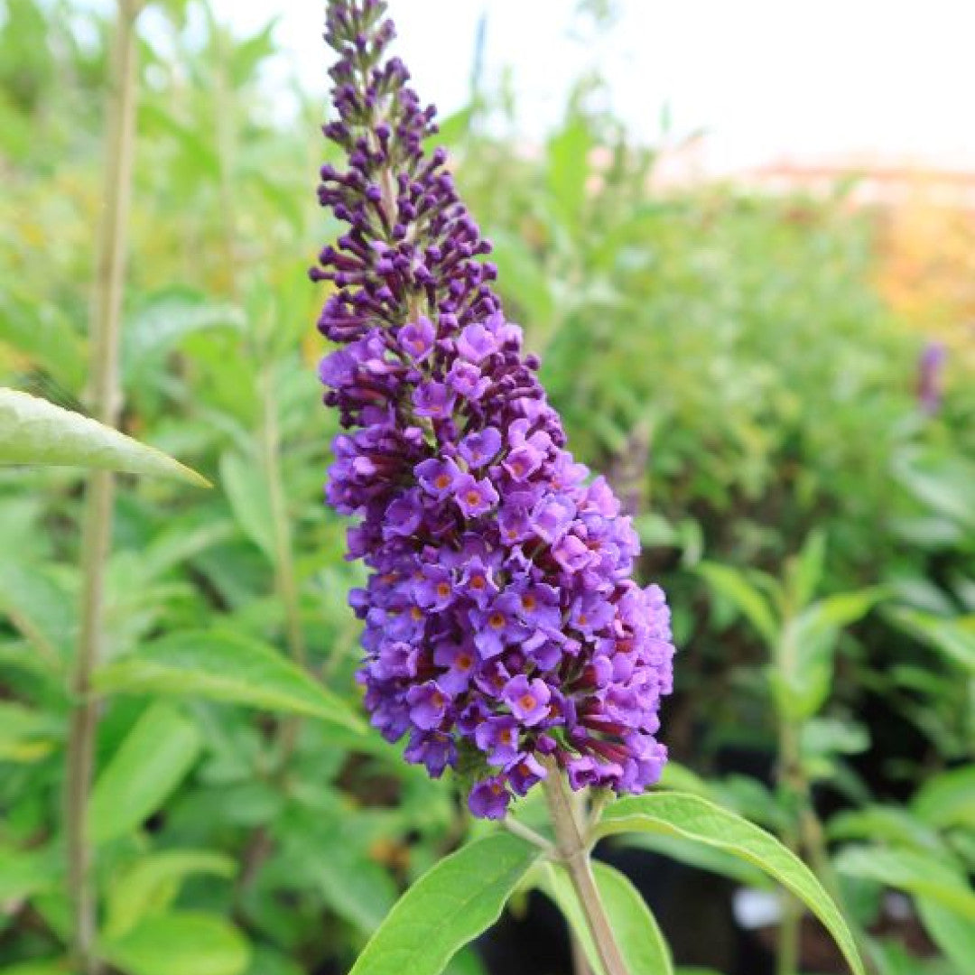 Buddleja davidii 'Empire Blue'