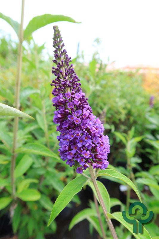 Buddleja davidii 'Empire Blue'