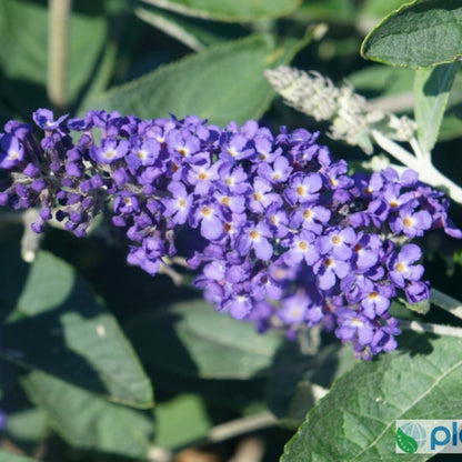 Buddleja davidii 'Free Petite Blue Heaven' ®