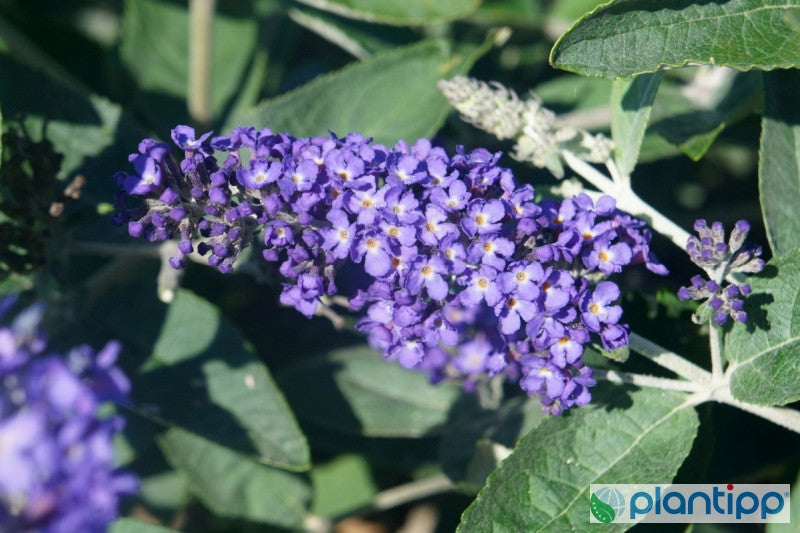 Buddleja davidii 'Free Petite Blue Heaven' ®
