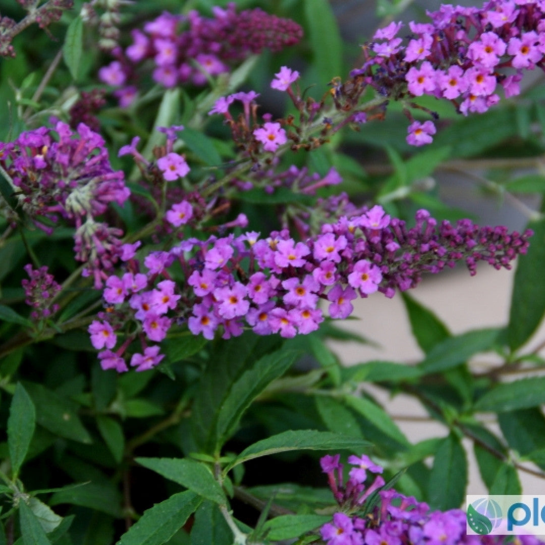 Buddleja davidii 'Flutterby Petite Dark Pink'