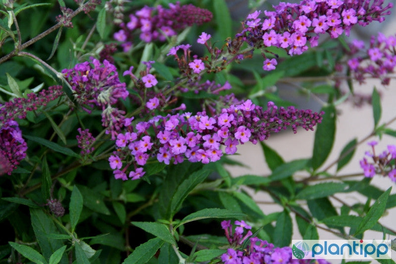 Buddleja davidii 'Free Petite Dark Pink' ®