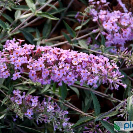 Buddleja davidii 'Free Petite Lavender' ®