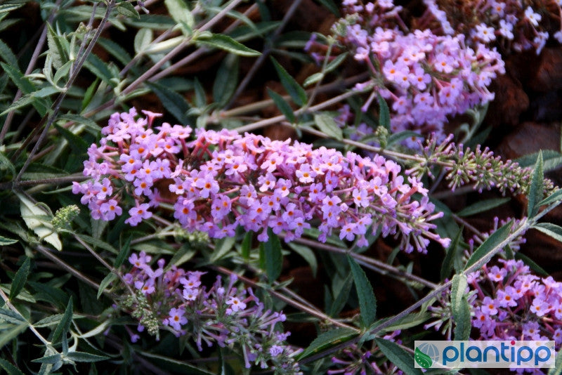 Buddleja davidii 'Free Petite Lavender' ®