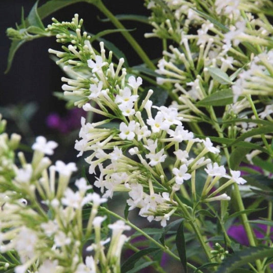 Buddleja davidii 'Flutterby Petite Snow White'