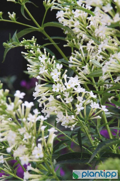 Buddleja davidii 'Free Petite Snow White' ®