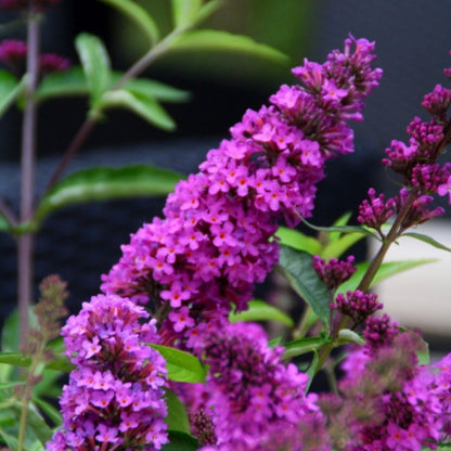 Buddleja davidii 'Free Petite Tutti Frutti' ®