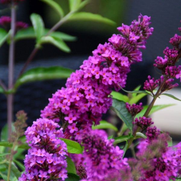 Buddleja davidii 'Free Petite Tutti Frutti' ®