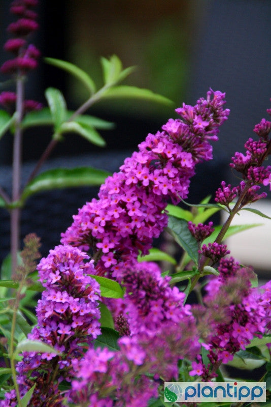 Buddleja davidii 'Free Petite Tutti Frutti' ®
