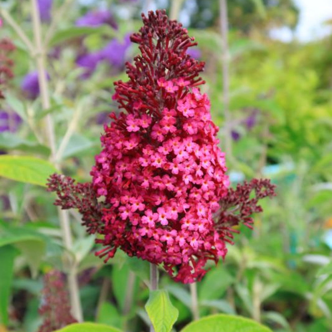 Buddleja davidii 'Funky Fuchsia' ®