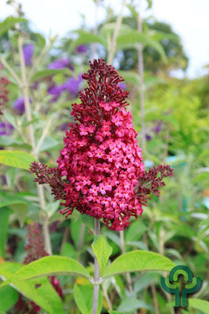 Buddleja davidii 'Funky Fuchsia' ®