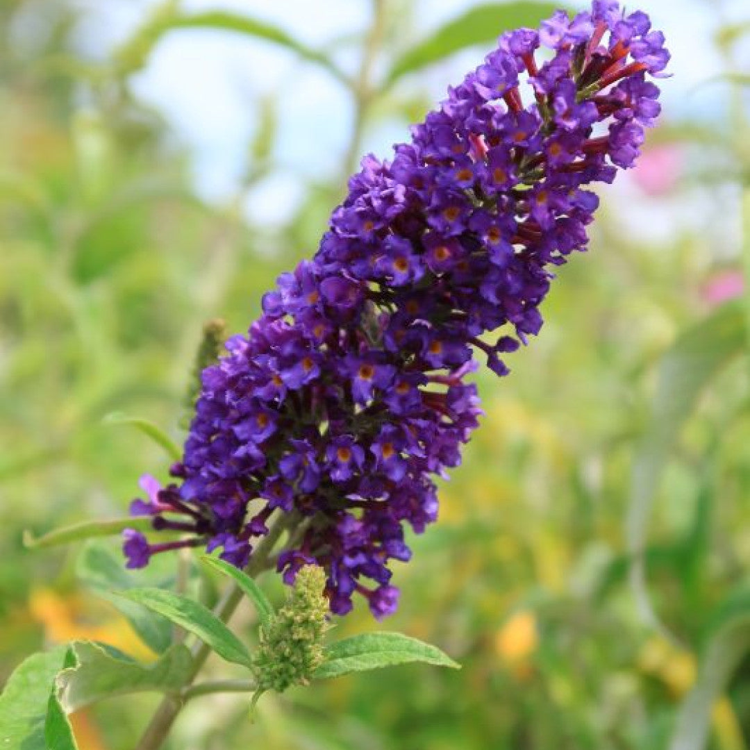 Buddleja davidii 'Ile de France'