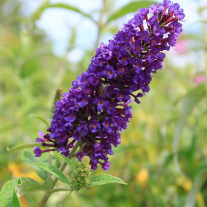 Buddleja davidii 'Ile de France'