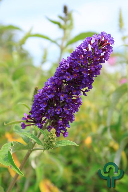 Buddleja davidii 'Ile de France'