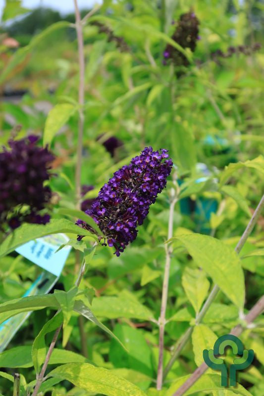 Buddleja davidii 'Magda's Gold Knight'