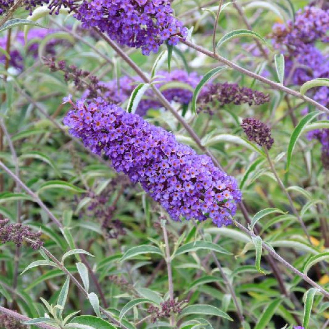 Buddleja davidii 'Nanho Blue'