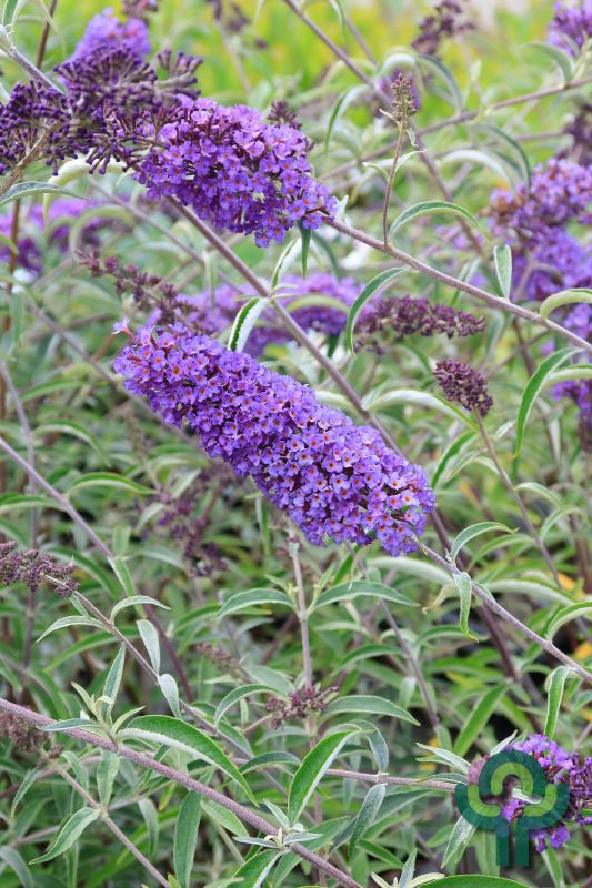 Buddleja davidii 'Nanho Blue'
