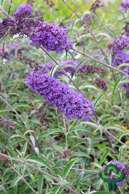 Buddleja davidii 'Nanho Blue'
