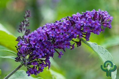 Buddleja davidii 'Nanho Purple'