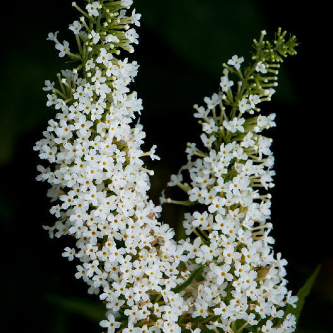 Buddleja davidii 'Nanho White'