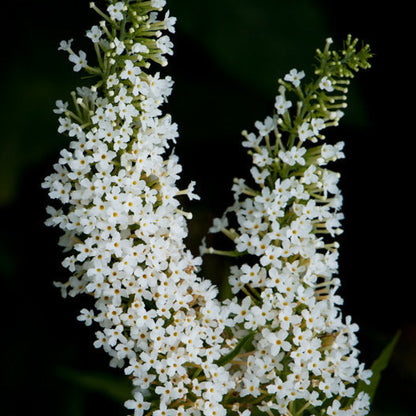 Buddleja davidii 'Nanho White'