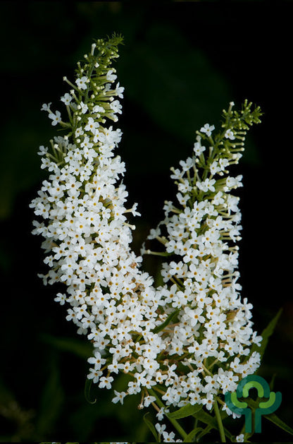 Buddleja davidii 'Nanho White'