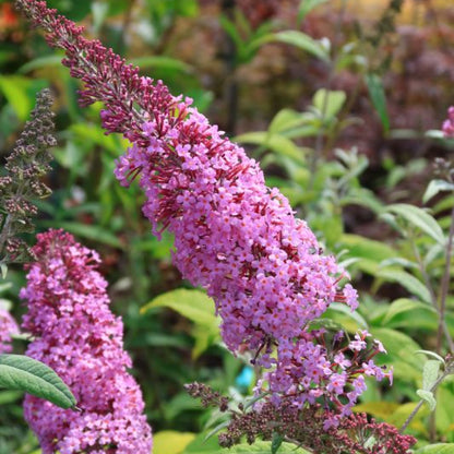 Buddleja davidii 'Pink Delight'