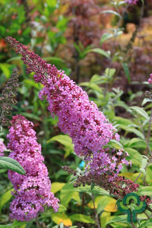 Buddleja davidii 'Pink Delight'