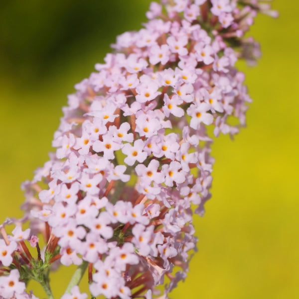 Buddleja davidii 'Pink Panther'