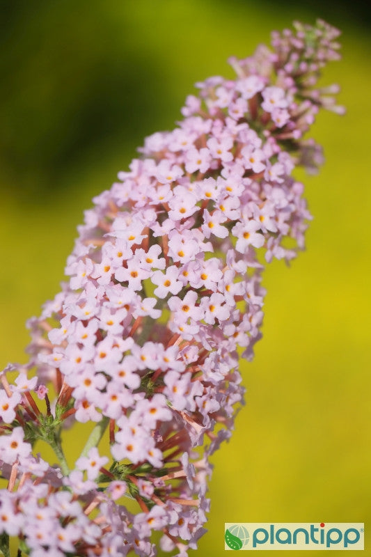 Buddleja davidii 'Pink Panther'