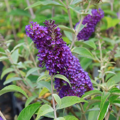 Buddleja davidii 'Psychedelic Sky'